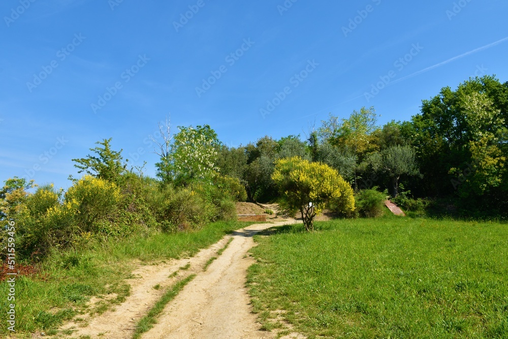 Walking trail at Strunjan with mediterranean yellow and white flowering vegetation in Istria, Slovenia