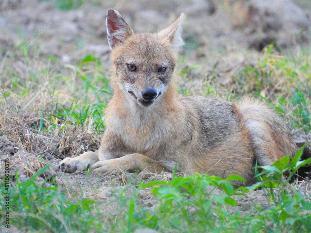 Angry Golden Jackal sitting in the grass-Asian golden jackal Angry Golden Jackal sitting in the grass-Asian golden jackal