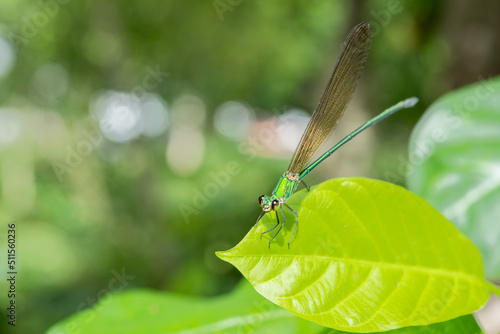 dragonfly holding on green leaf and copying space .Dragonfly in nature dragonflies in their natural habitat Beautiful nature scene with outdoor.a dragonfly background wallpaper.