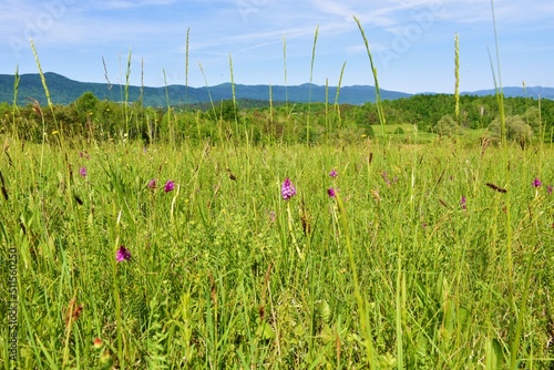 Grassland with pink pyramidal orchid (Anacamptis pyramidalis) flowers at Lahinja park in Bela Krajina, Dolenjska, Slovenia with forest covered hill