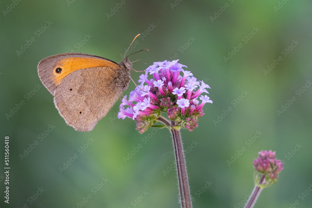 Obraz premium Meadow brown butterfly (Maniola jurtina) feeding on a purple flower in summer. Beautiful British insect portrait.
