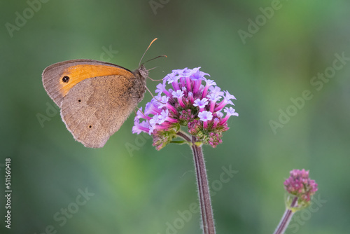 Meadow brown butterfly (Maniola jurtina) feeding on a purple flower in summer. Beautiful British insect portrait. photo