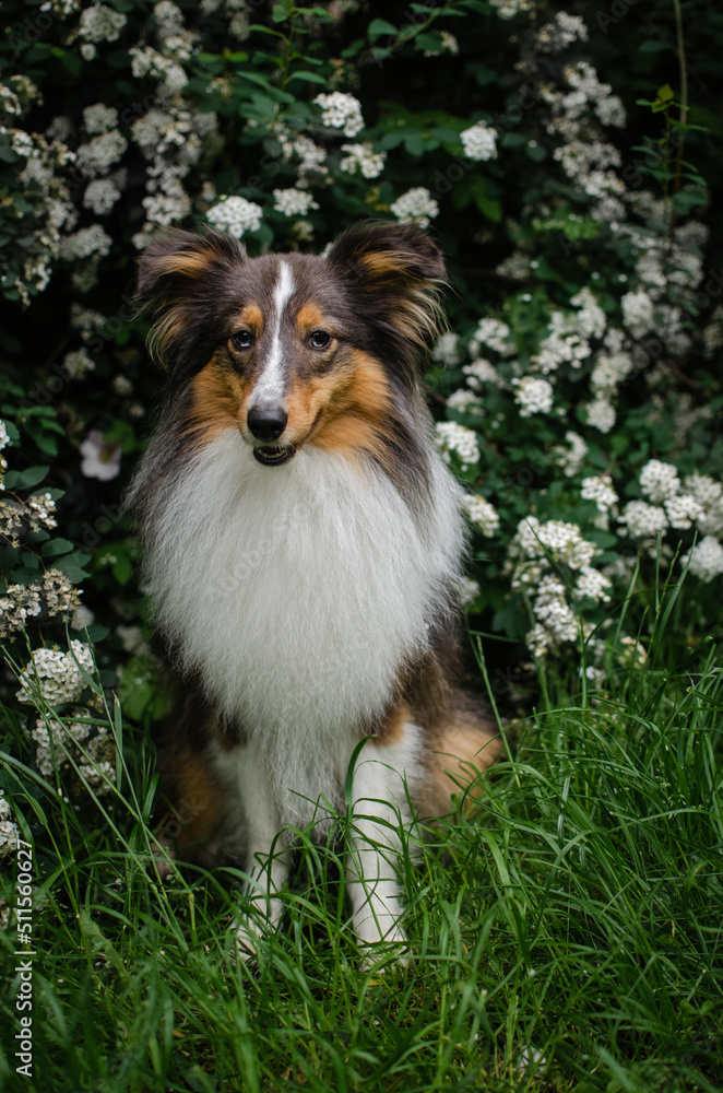 Cute brown tricolor dog sheltie in flowering bush. Puppy shetland shepherd in spring park in white flowers 