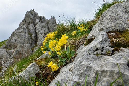 Mountain cowslip (Primula auricula) yellow flowers at the top of Visevnik mountain in Julian alps and Triglav national park, Slovenia photo