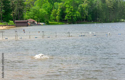 Harrison Our Great Pyrenees Rescue Dog