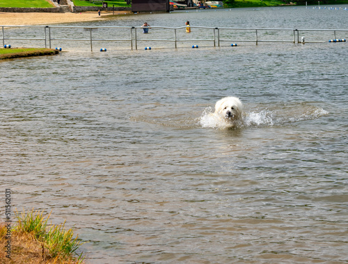 Harrison Our Great Pyrenees Rescue Dog