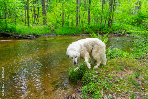 Harrison Our Great Pyrenees Rescue Dog