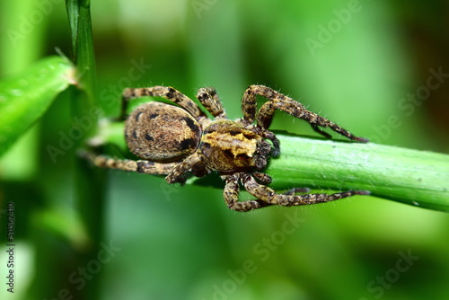 a brown spider on a grass branch