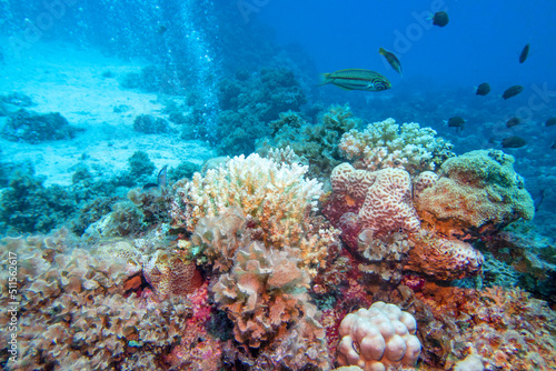 Colorful, picturesque coral reef at the bottom of tropical sea, hard corals and and a lot of air bubbles, underwater landscape