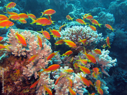 Coral reef with shoal of exotic fishes anthias at the bottom of tropical sea, underwater landscape