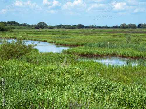 Wetland at Wheldrake Ings Nature Reserve in North Yorkshire, England