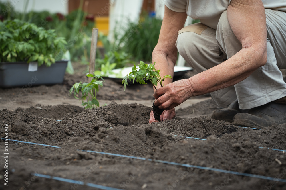Fototapeta premium Senior caucasian woman planting tomato seedlings in the soil. Spring work in the garden