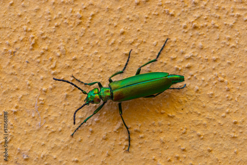 Macro di Lytta vesicatoria, iridescent green insect on yellow background photo