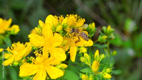 Bee on Hypericum flowers Hypericum perforatum or St John's wort. photo