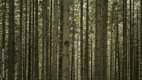 Wielki las w Zakopanem, Polska