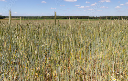 A grainfield with wheat and awn in the foreground with blue sky, concept for tight of cereals