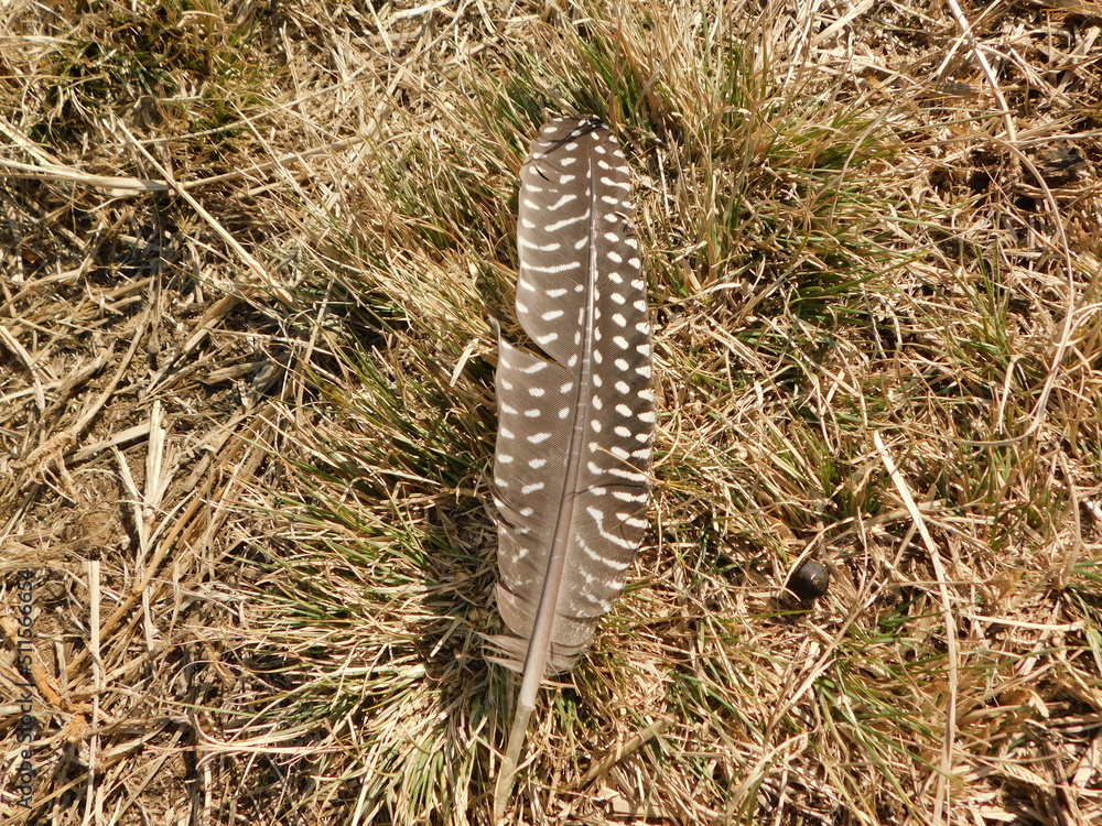 Two Guinea Fowl feathers lying in a golden grass field on a sunny day, in Gauteng, South Africa Two Guinea Fowl feathers lying in a golden grass field on a sunny day, in Gauteng, South Africa