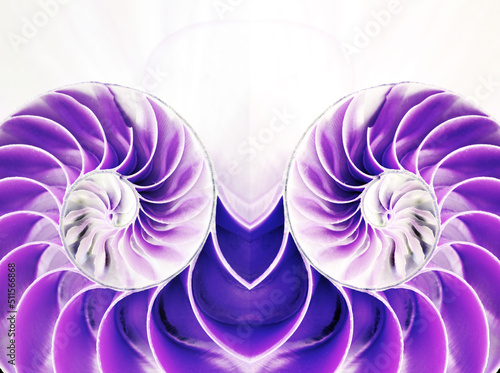 nautilus shell symmetry Fibonacci half cross section spiral golden ratio structure growth close up back lit mother of pearl purple violet close up   pompilius nautilus  