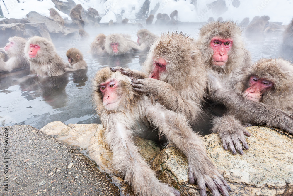 Naklejka premium Group of snow monkeys sitting in a hot spring at Jigokudani Yaen-Koen, Nagano Prefecture, Japan.