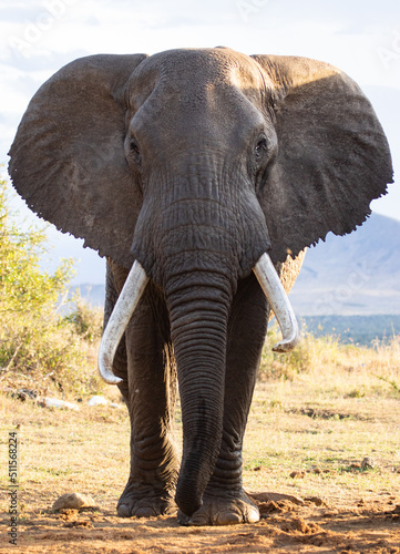 Large bull elephant