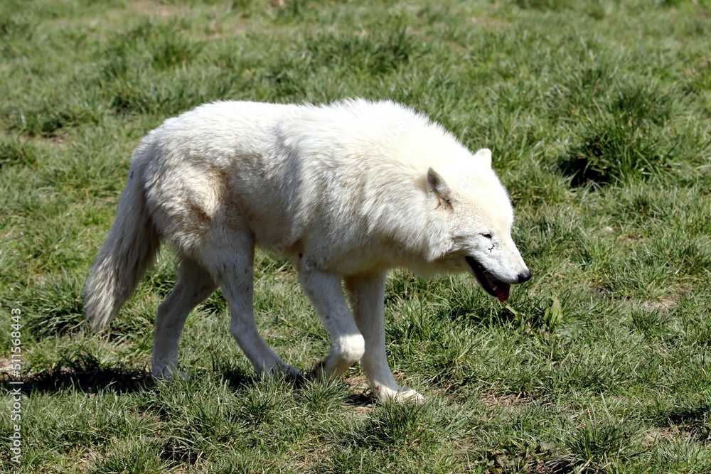 Fototapeta premium loup