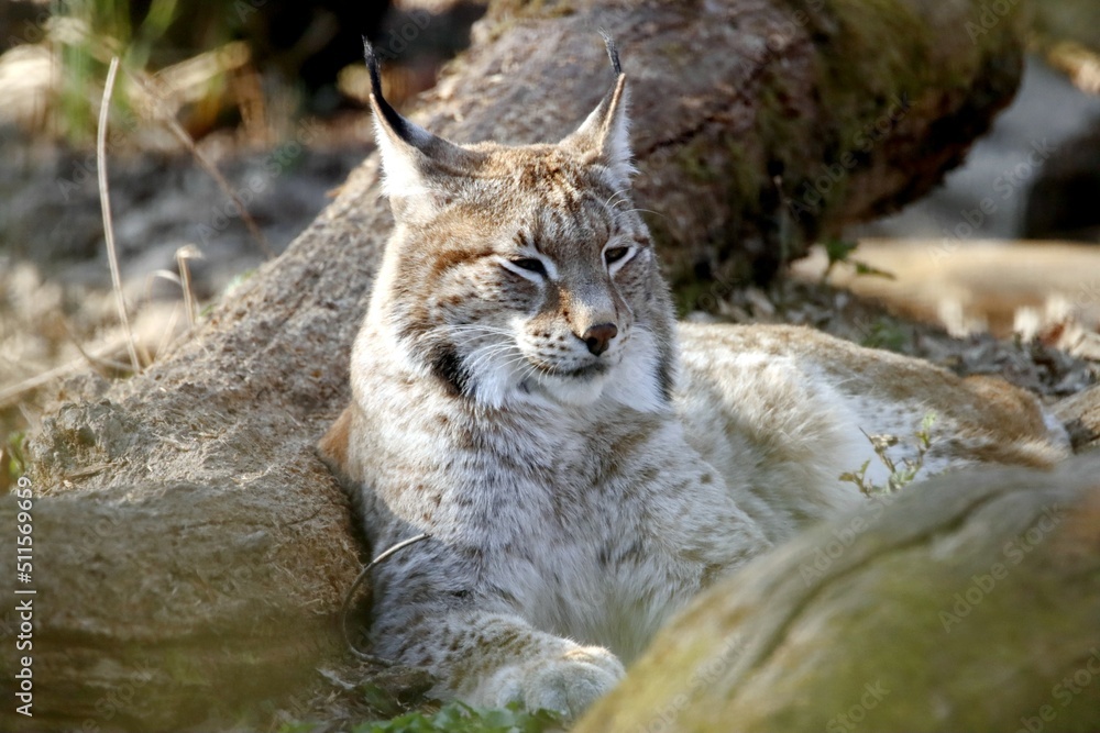 Fototapeta premium lynx