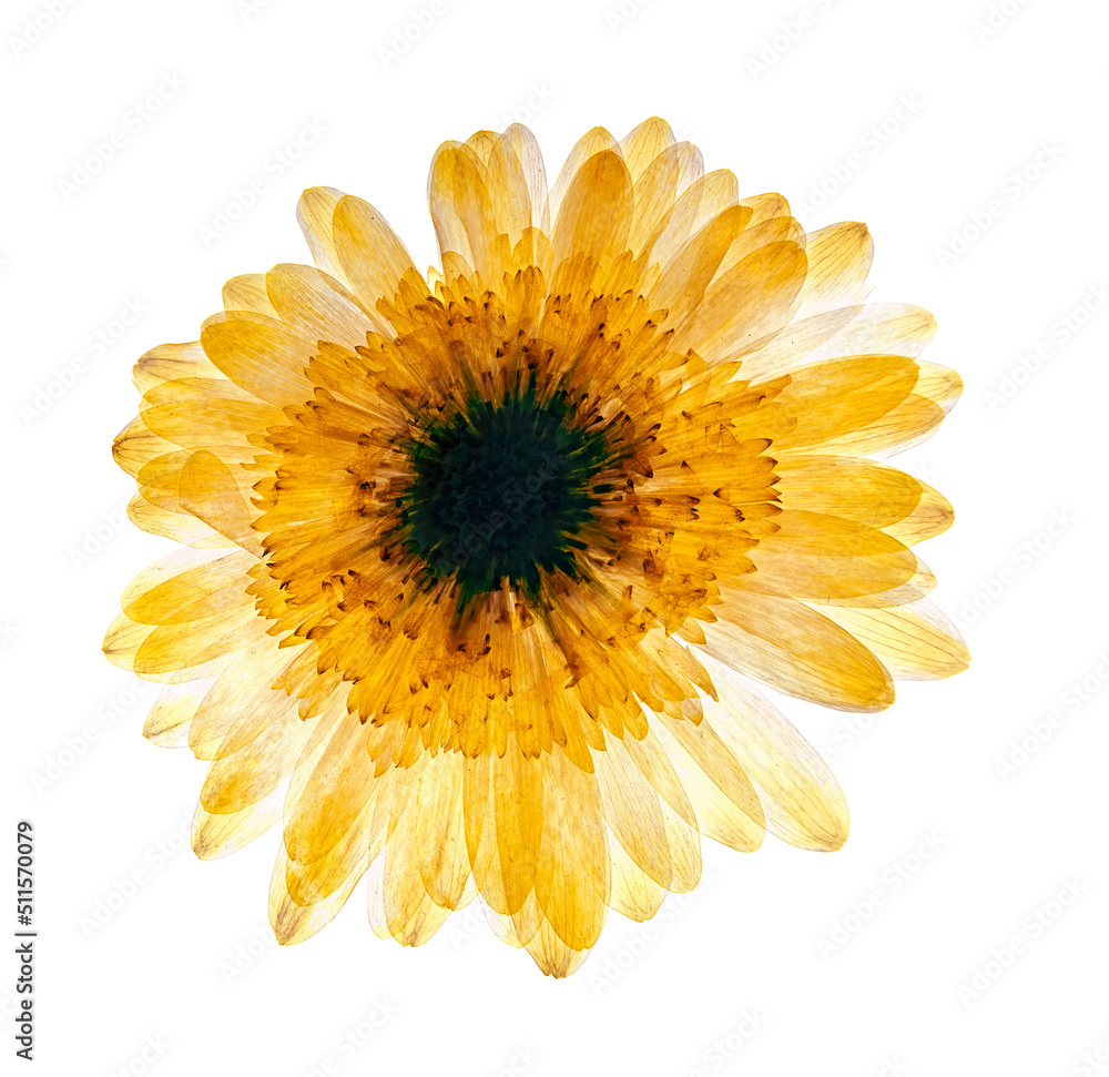 Pressed and dried delicate flower on white background Pressed and dried delicate flower on white background