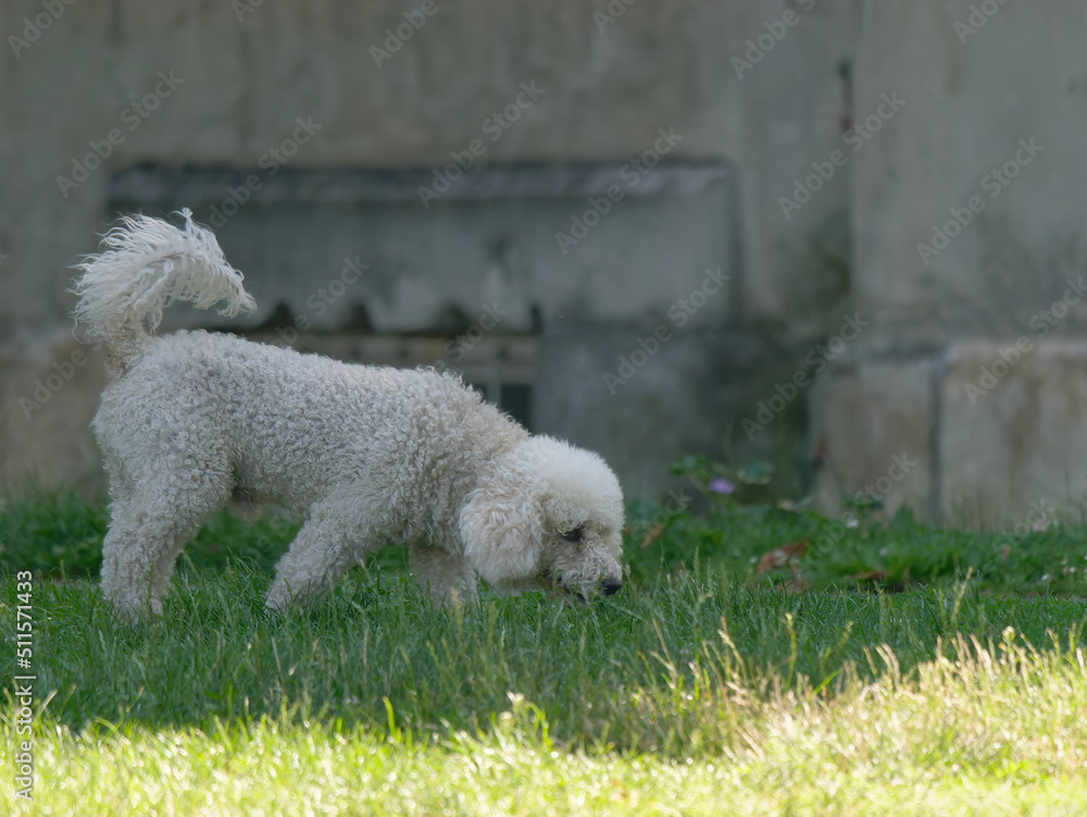 Adorable white Poodle Dog walking in the park