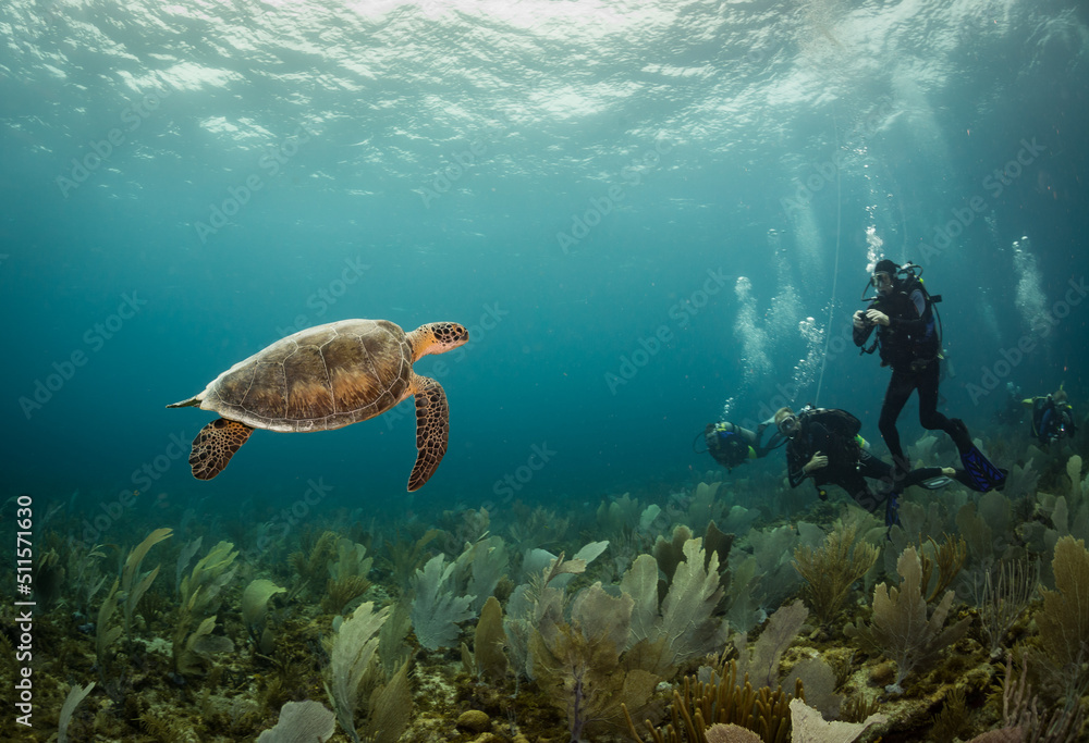 Fototapeta premium Divers and turtle off the East Coast of the Caribbean island of Boniare