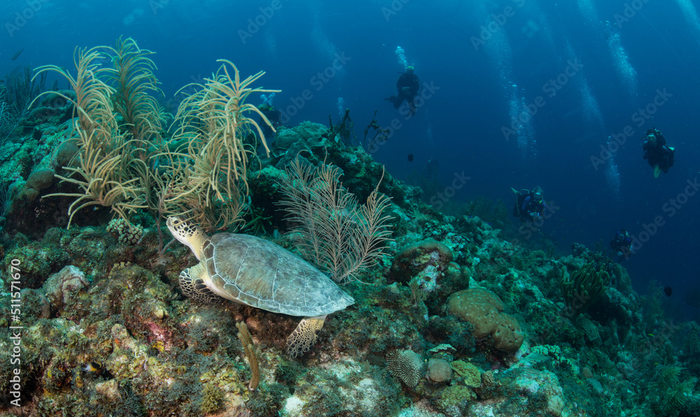 Fototapeta premium Divers and turtle off the East Coast of the Caribbean island of Boniare