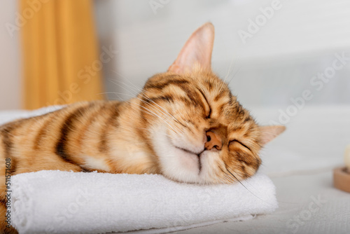 Funny Bengal cat lies on a massage table in the spa.