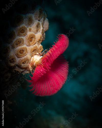 Star horseshoe worm (Pomatostegus stellatus) on the Eel Garden divesite off the coast of Provodenciales, Turks and Caicos Islands photo