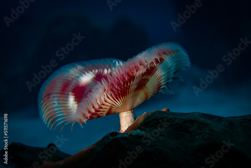 Star horseshoe worm (Pomatostegus stellatus) on the Eel Garden divesite off the coast of Provodenciales, Turks and Caicos Islands