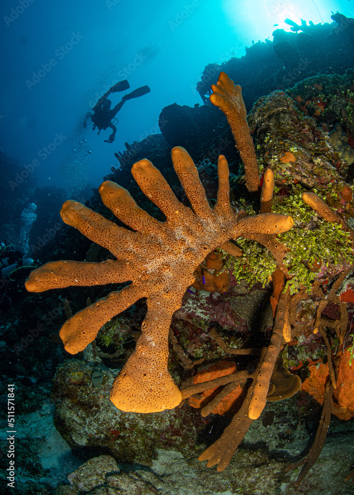Fototapeta premium Diver explores the wall on the Elephant Ear divesite off West Caicos in the Turks and Caicos Islands