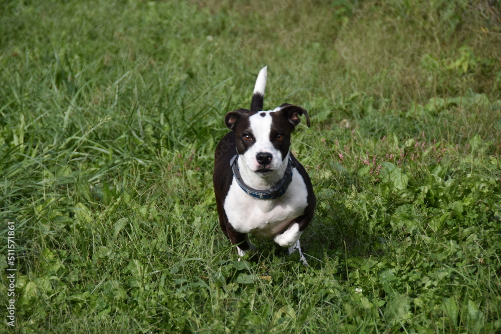 Black and white, cute dog, running