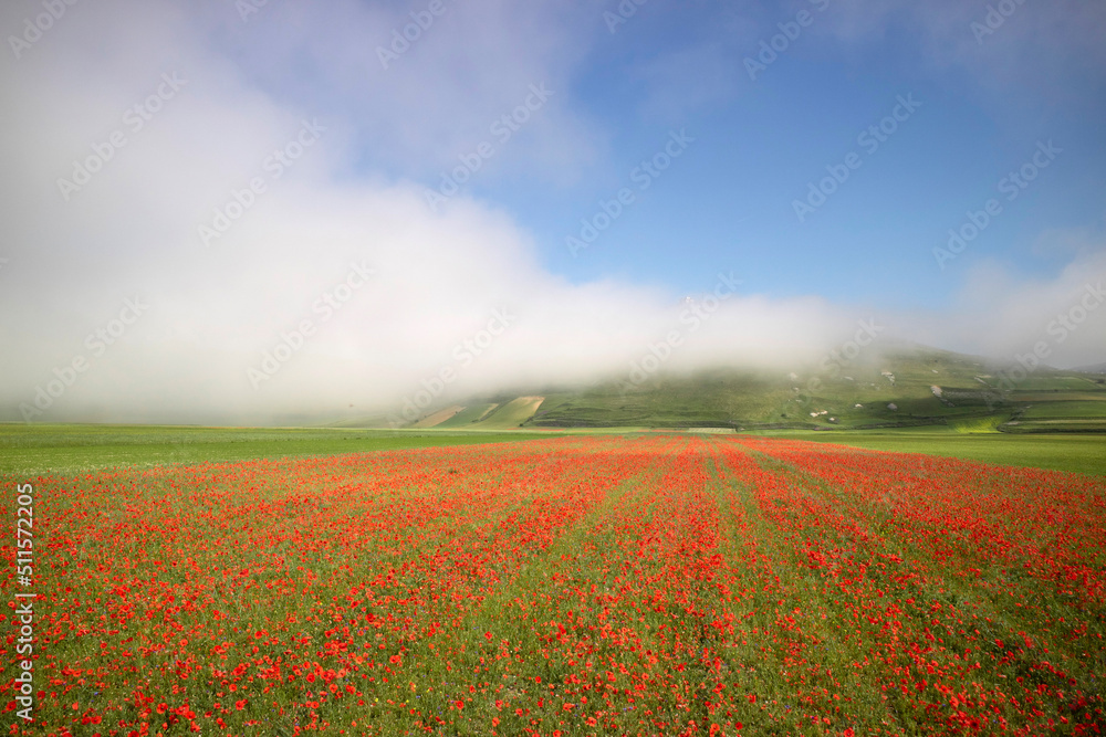 Panoramic view of a red poppy field