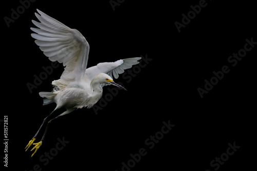 Snowy Egret (Egretta thula) on Black Background...Add Your Message or Content photo
