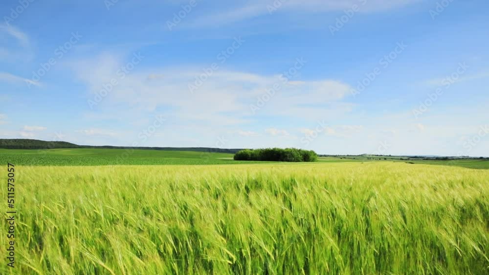 Drone flying over wheat field harvest crops in the countryside. Drone flying over wheat field harvest crops in the countryside.