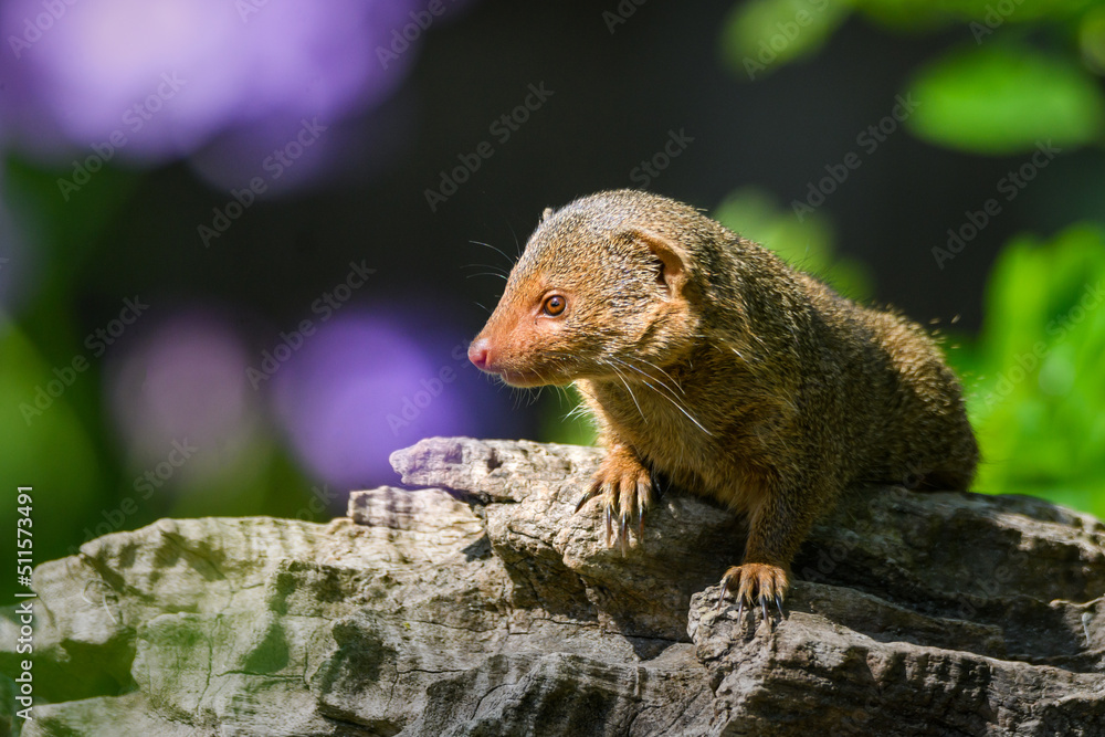 Cute little common dwarf mongoose Cute little common dwarf mongoose