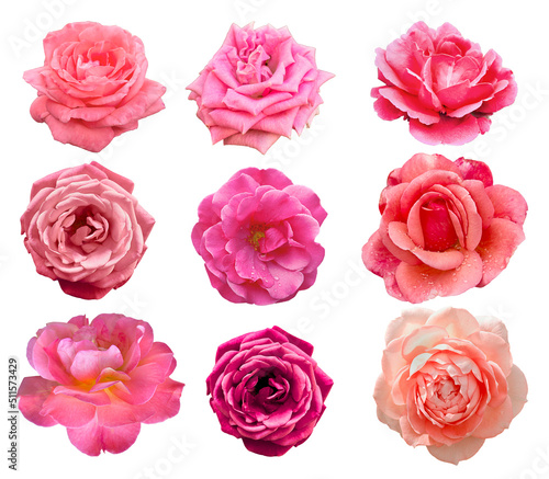 A set of nine pink roses in close-up. Pink roses isolate on a white background
