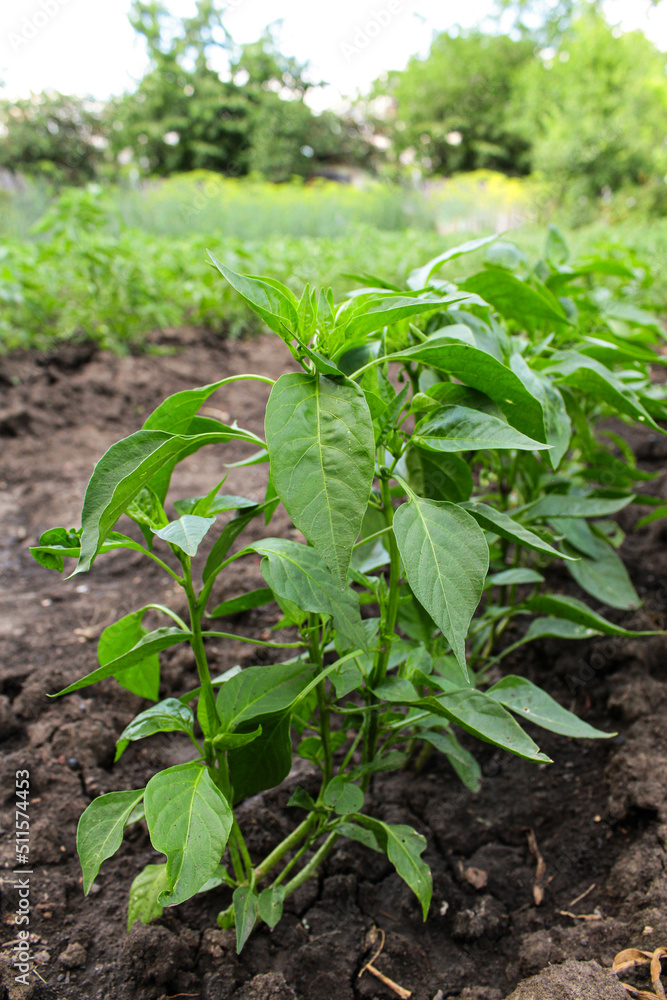 plant. hot pepper in the garden. vegetable garden. pepper blossom and fruit ripening. green sprouts. harvesting on the field. plant. hot pepper in the garden. vegetable garden. pepper blossom and fruit ripening. green sprouts. harvesting on the field.