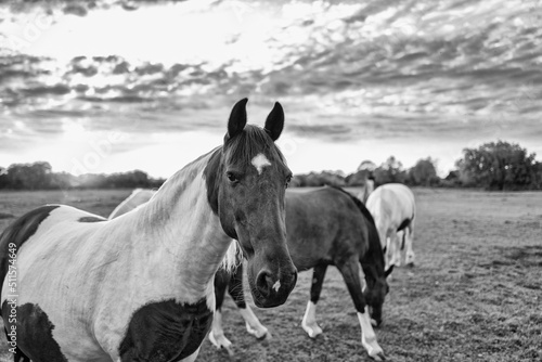 Young mare seen standing by the edge of a field together with some of her herd in a farm field. photo