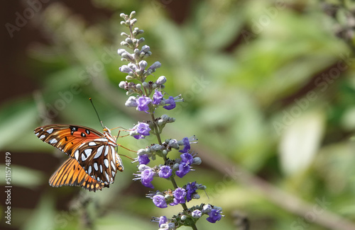 Butterfly Enjoying Louisiana Summer