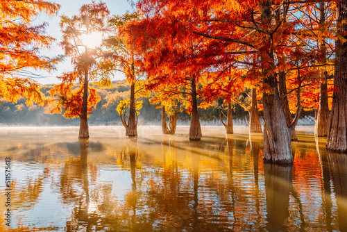 Fototapeta Naklejka Na Ścianę i Meble -  Trees in water with red needles in Florida. Swamp cypresses on lake and reflection.