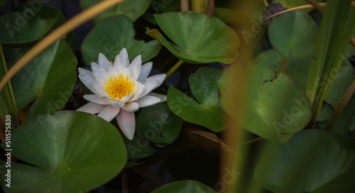 lotus or water lily in pond