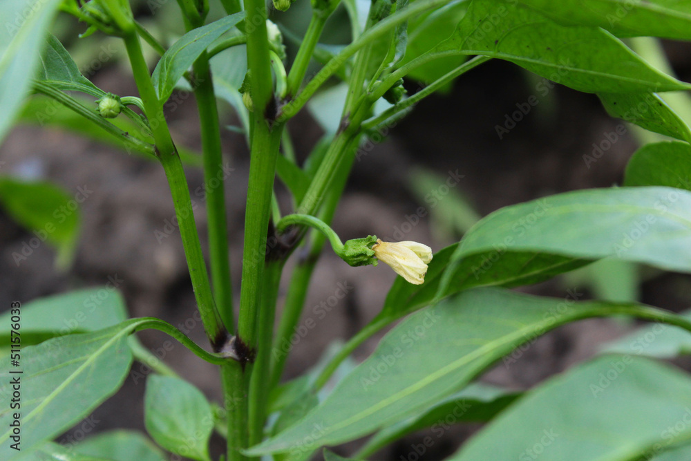 Fototapeta premium Pepper fields 