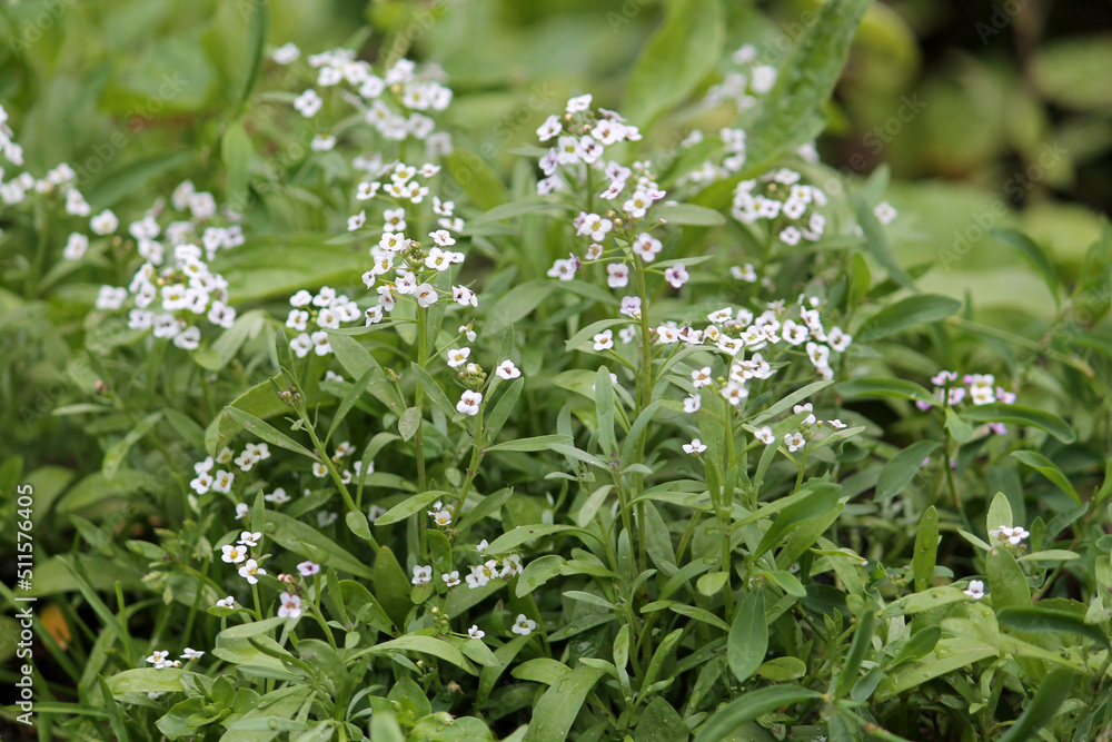 Flowering of sweet alyssum (Lobularia maritima, syn. Alyssum maritimum) plants with white flowers in garden