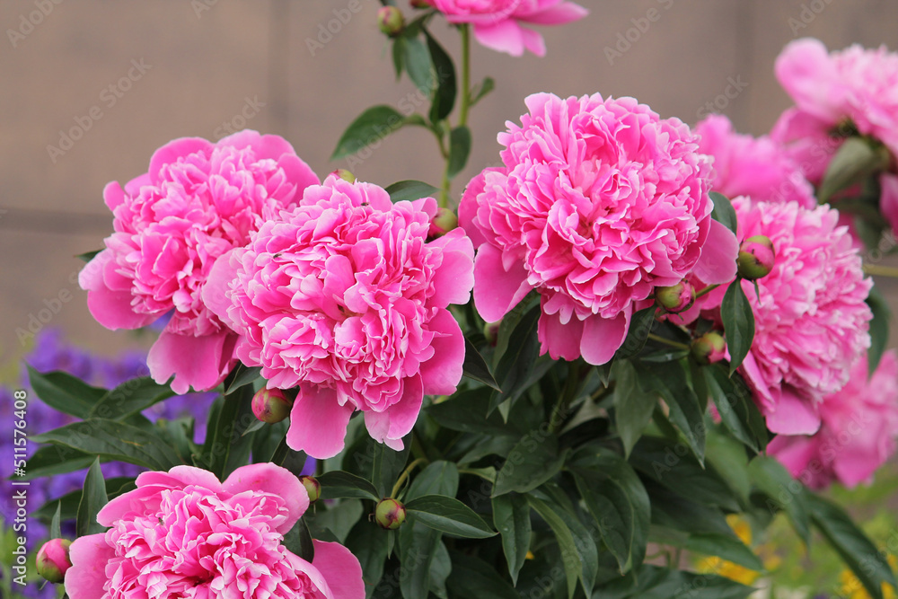 Pink peony flowers in garden. Cultivar from bomb flowered garden group