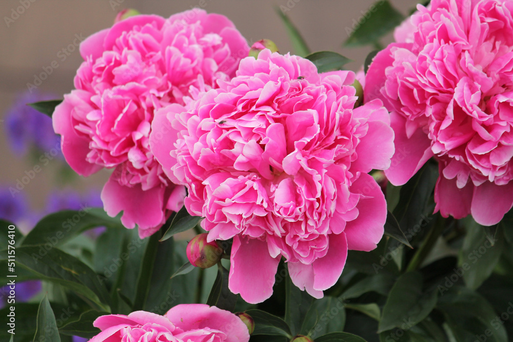 Pink peony flowers in garden. Cultivar from bomb flowered garden group Pink peony flowers in garden. Cultivar from bomb flowered garden group