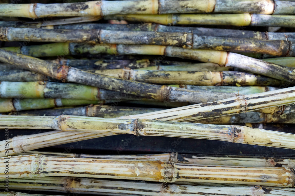 sugar cane press on cuba